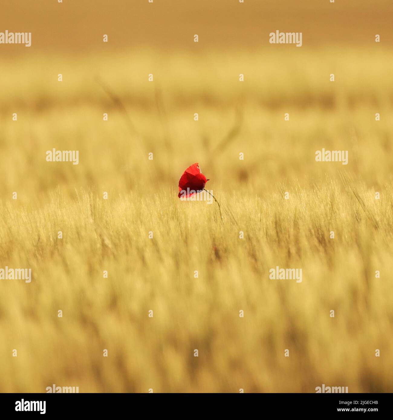 One red poppy flower in a wheat field Stock Photo