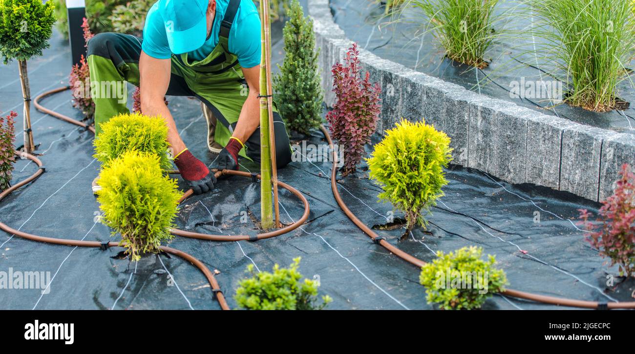 Professional Landscaping Contractor Building Drip Irrigation System in