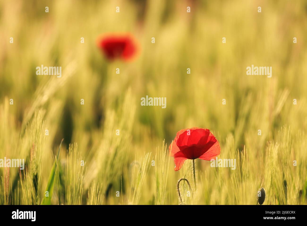 A closeup of a red poppy in a field at sunset Stock Photo