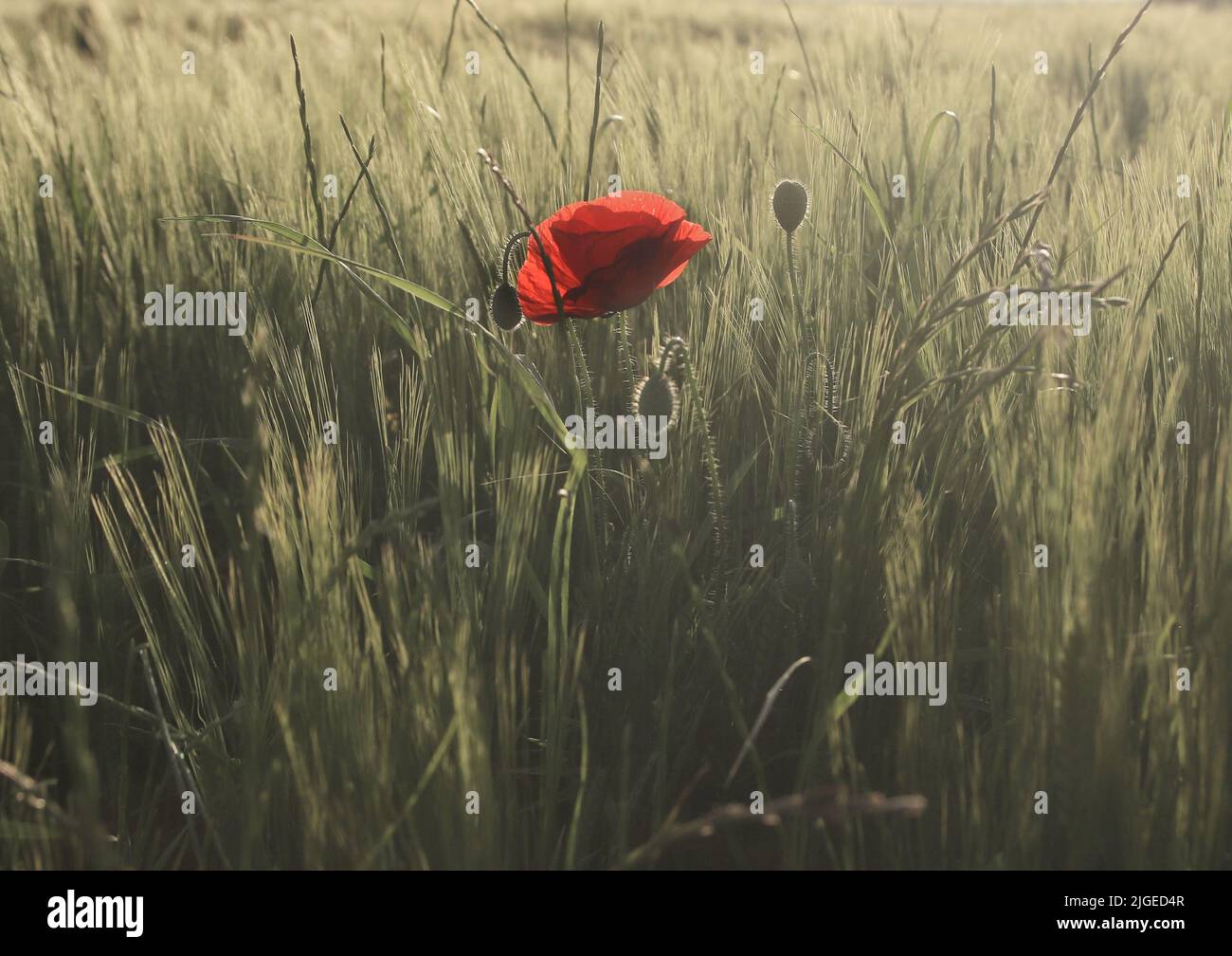 A closeup of a red common poppy with buds in a field at sunset Stock Photo