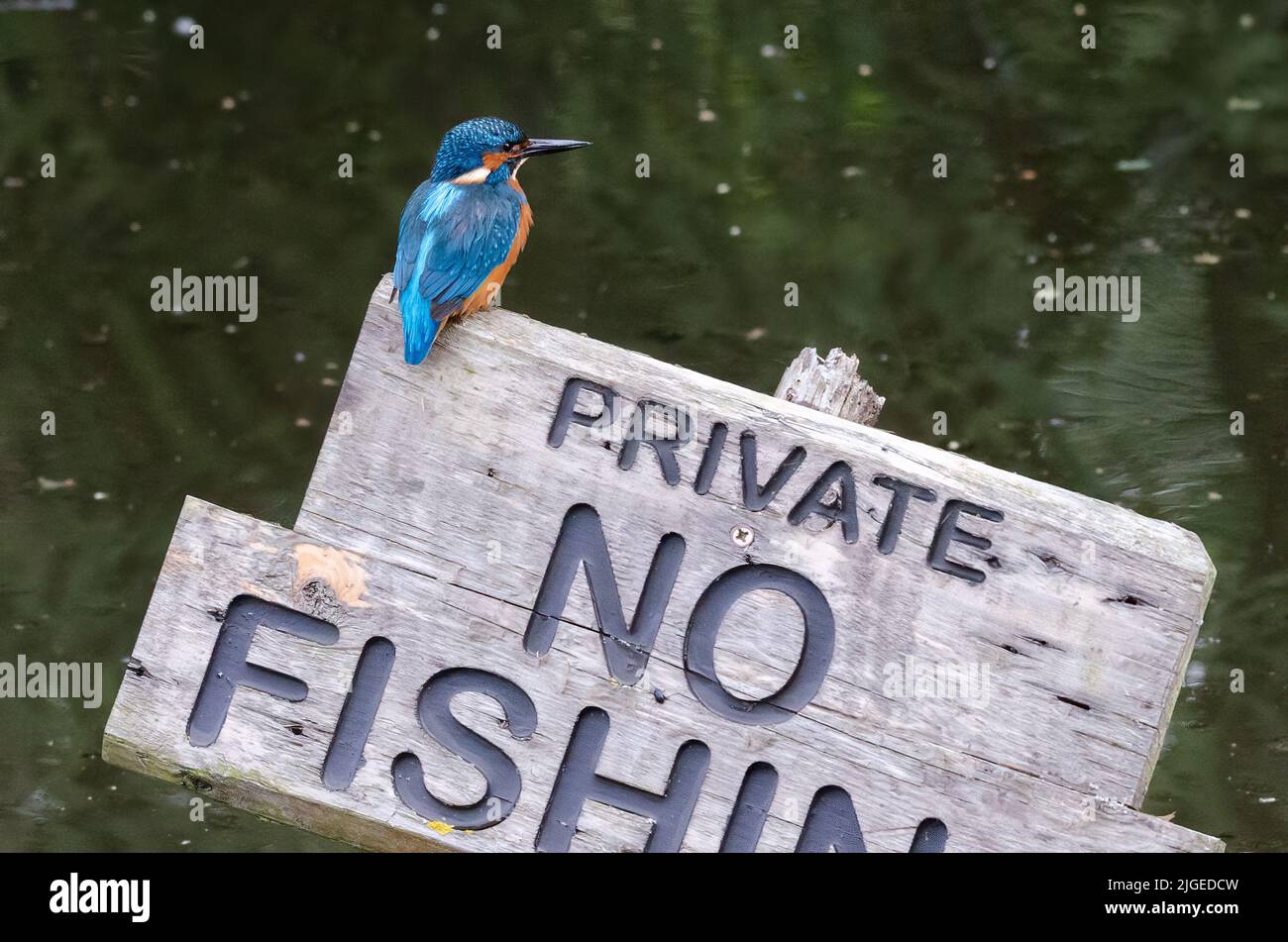 A male kingfisher is perched overlooking a pool. It is on an old wooden sign saying private, no fishing Stock Photo