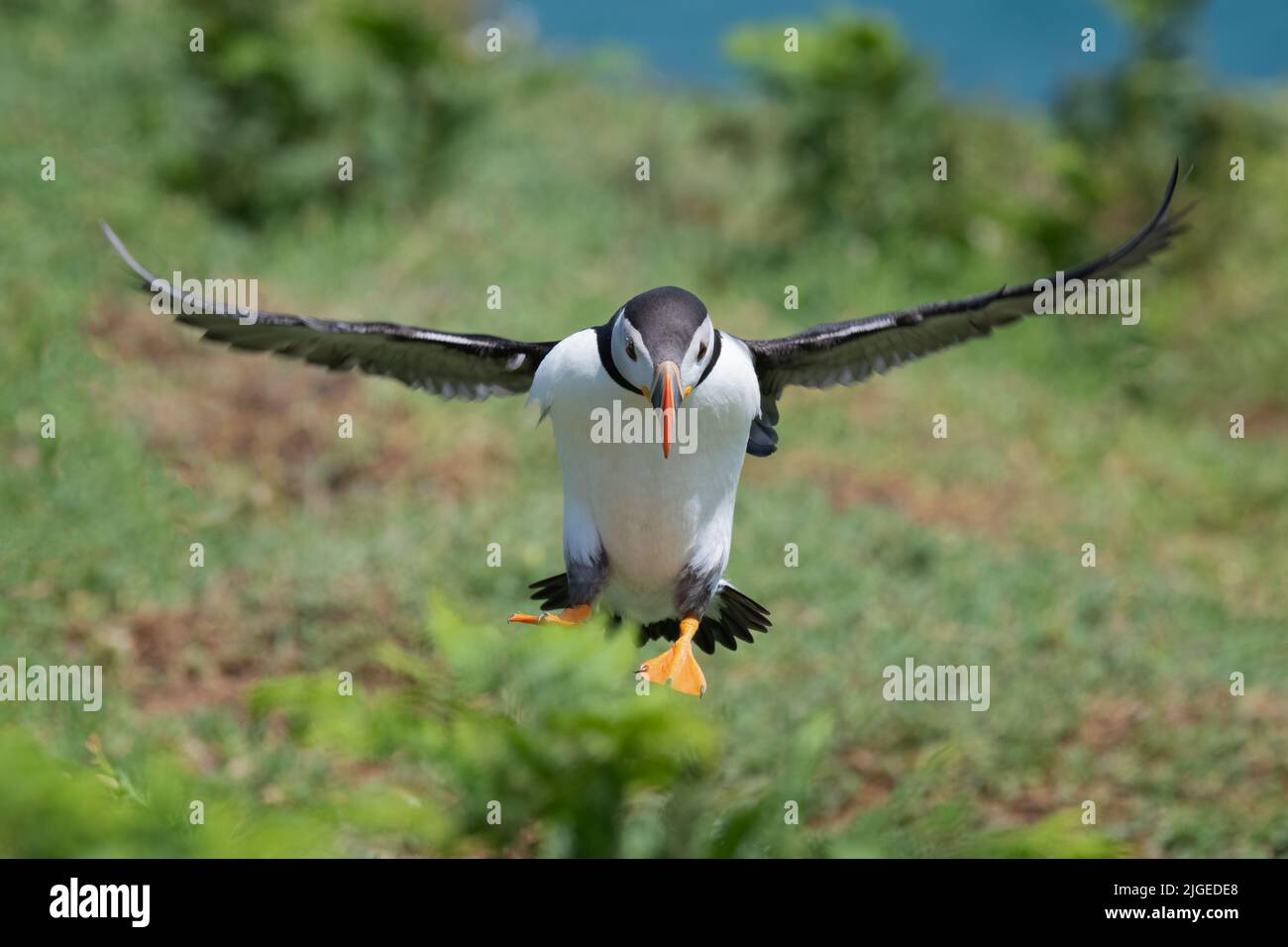 A close up of an atlantic puffin as it flies towards the camera. Coming in to land with its wings spread out Stock Photo