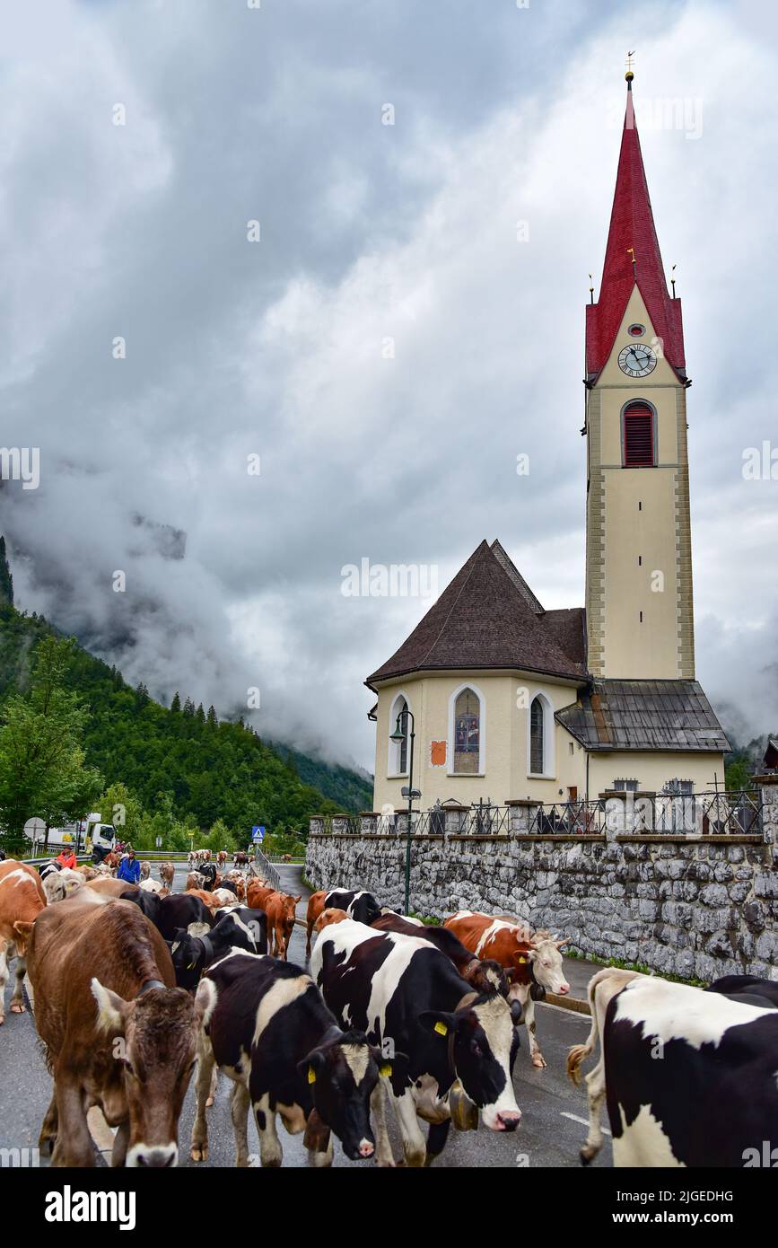 Cows being driven up the Alm in Au in the Bregenz Forest, in the background the village church of Stankt Leonhard, Vorarlberg, Austria, Europe Stock Photo