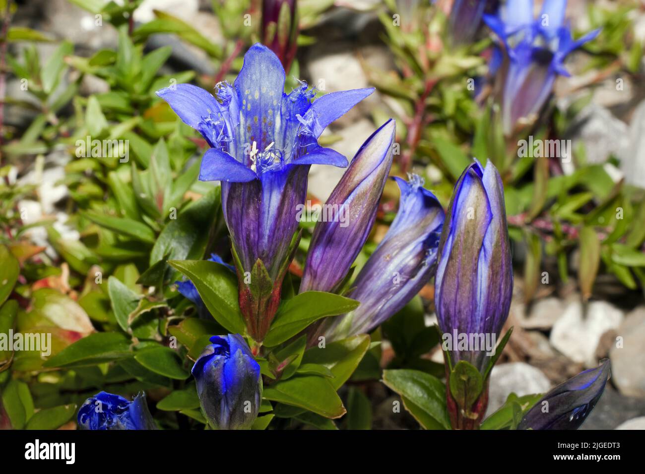 Gentiana septemfida (crested gentian) is a herbaceous perennial native to  the Caucasus and Turkey, It is now widely cultivated. Stock Photo