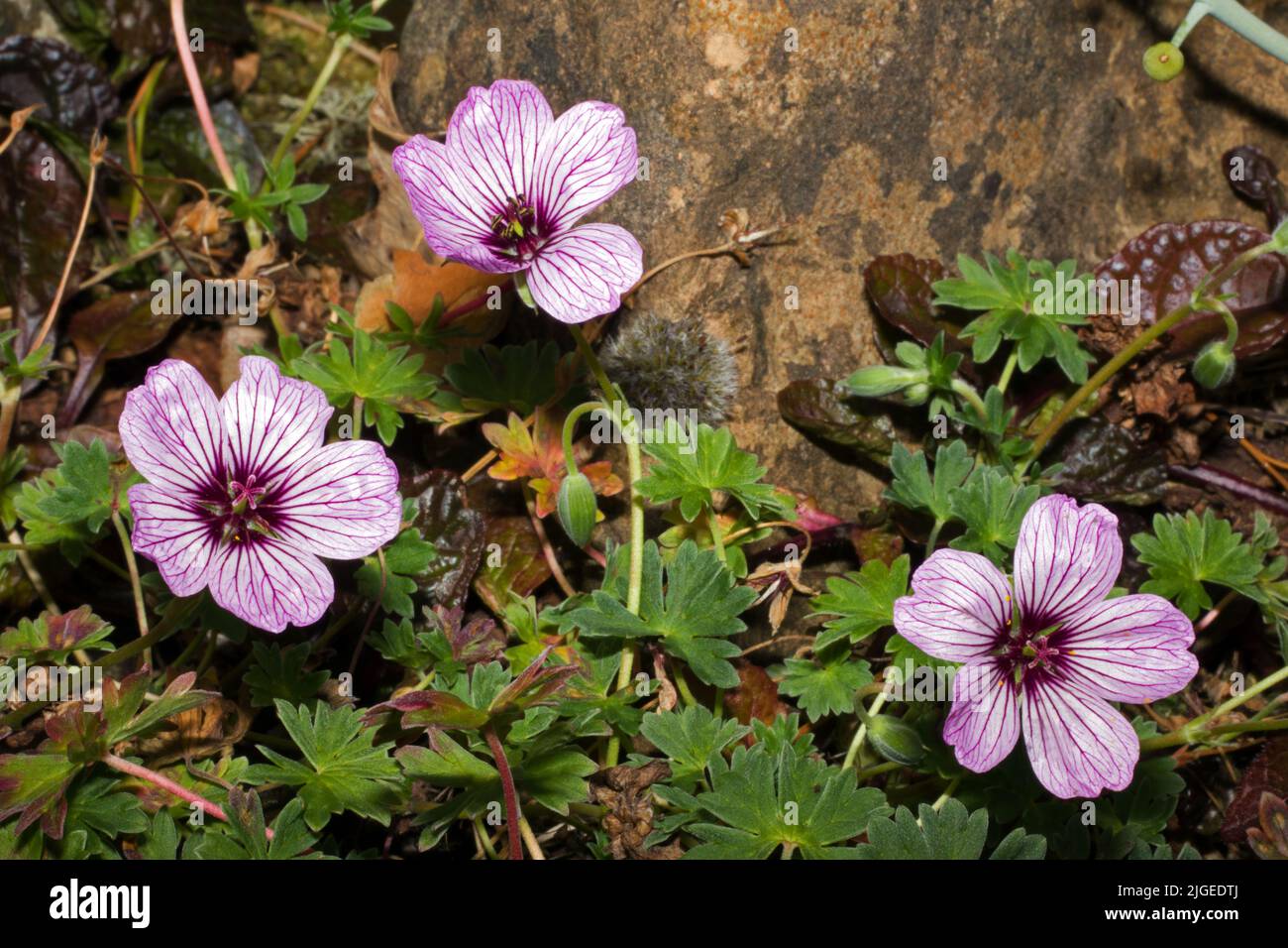 Geranium cinereum (ashy cranesbill) is a deciduous or semi-evergreen perennial native to the Pyrenees. It is now widely cultivated. Stock Photo