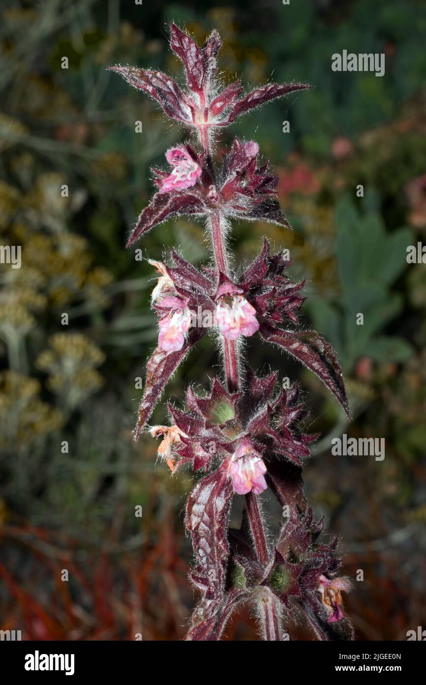 Stachys alpina (Limestone Woundwort) is native to Europe and northern Iran. In Britain it is rare being confined to Denbighshire and Gloucestershire. Stock Photo