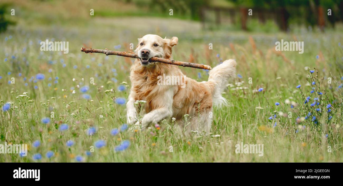Cute dog running with stick Stock Photo Alamy