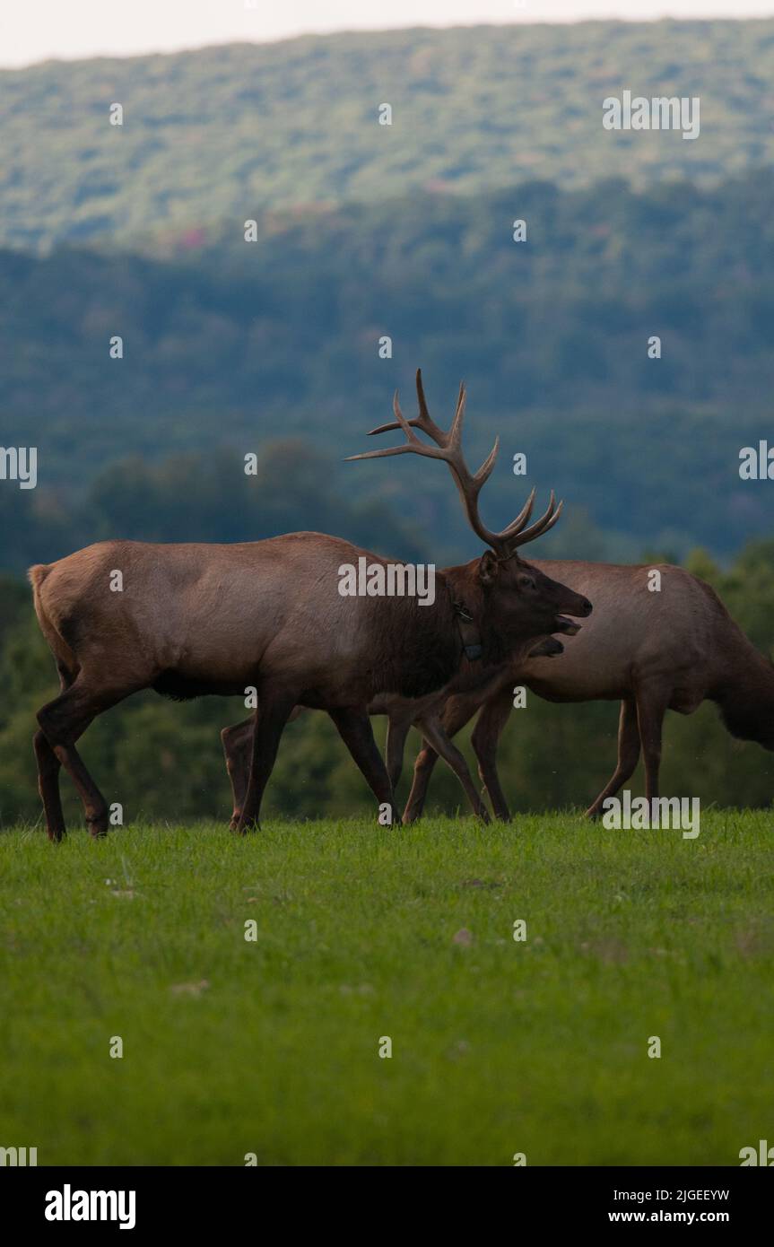 Vertical shot of a bull elk walking across a field Stock Photo