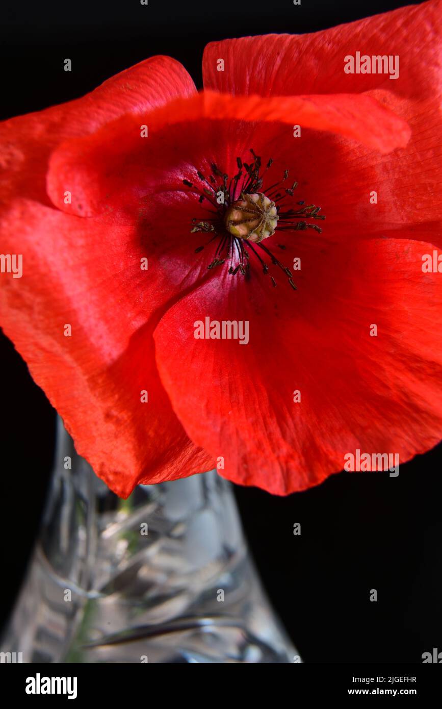 Single poppy flower Stock Photo