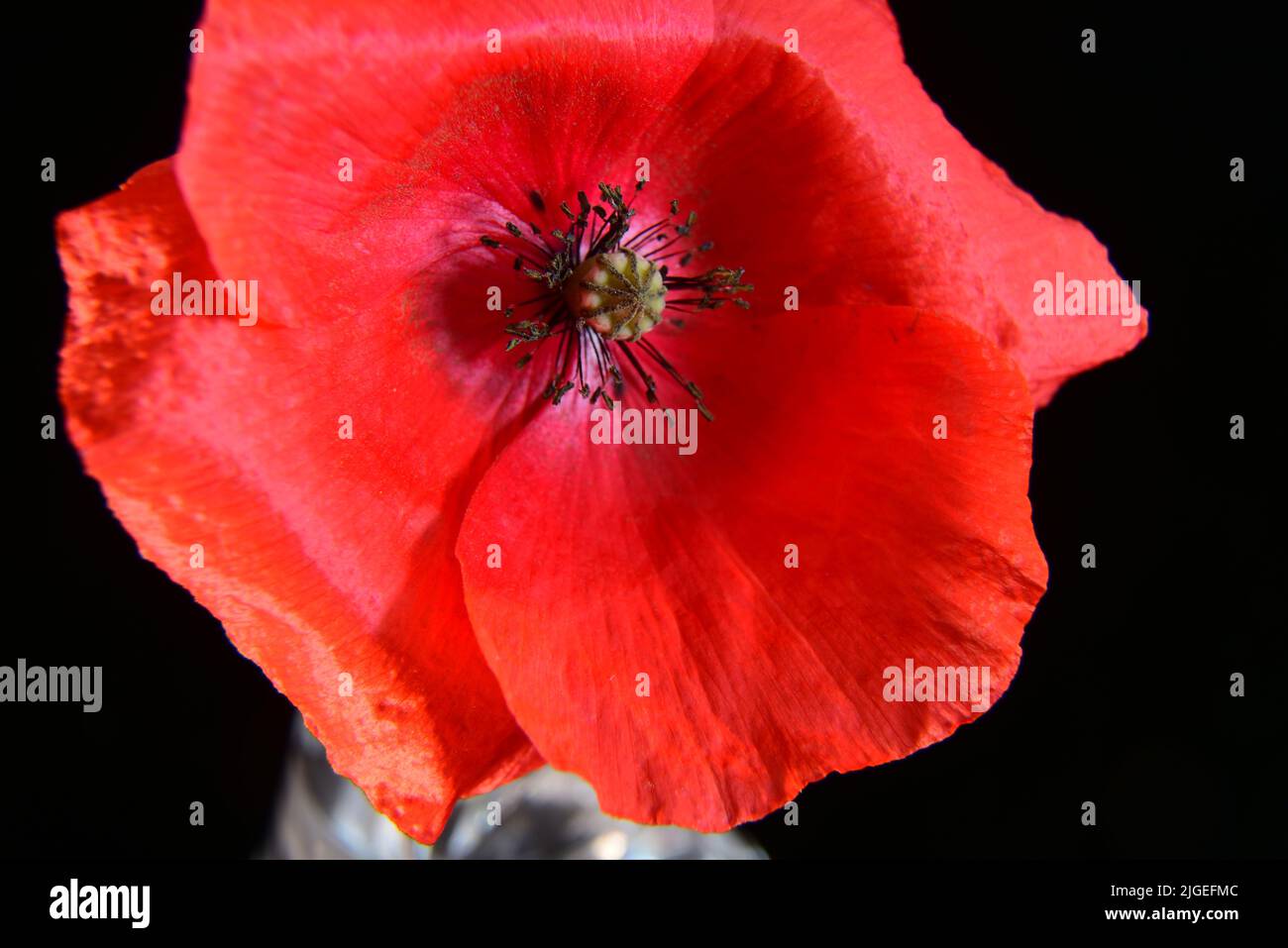 Single poppy flower Stock Photo
