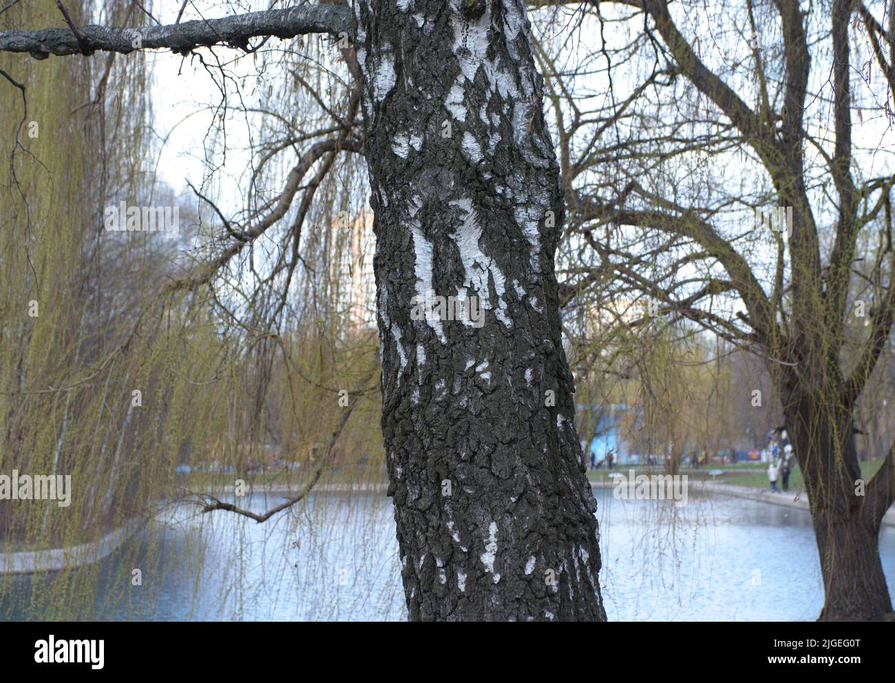 birch in park at dry sunny summer day Stock Photo - Alamy