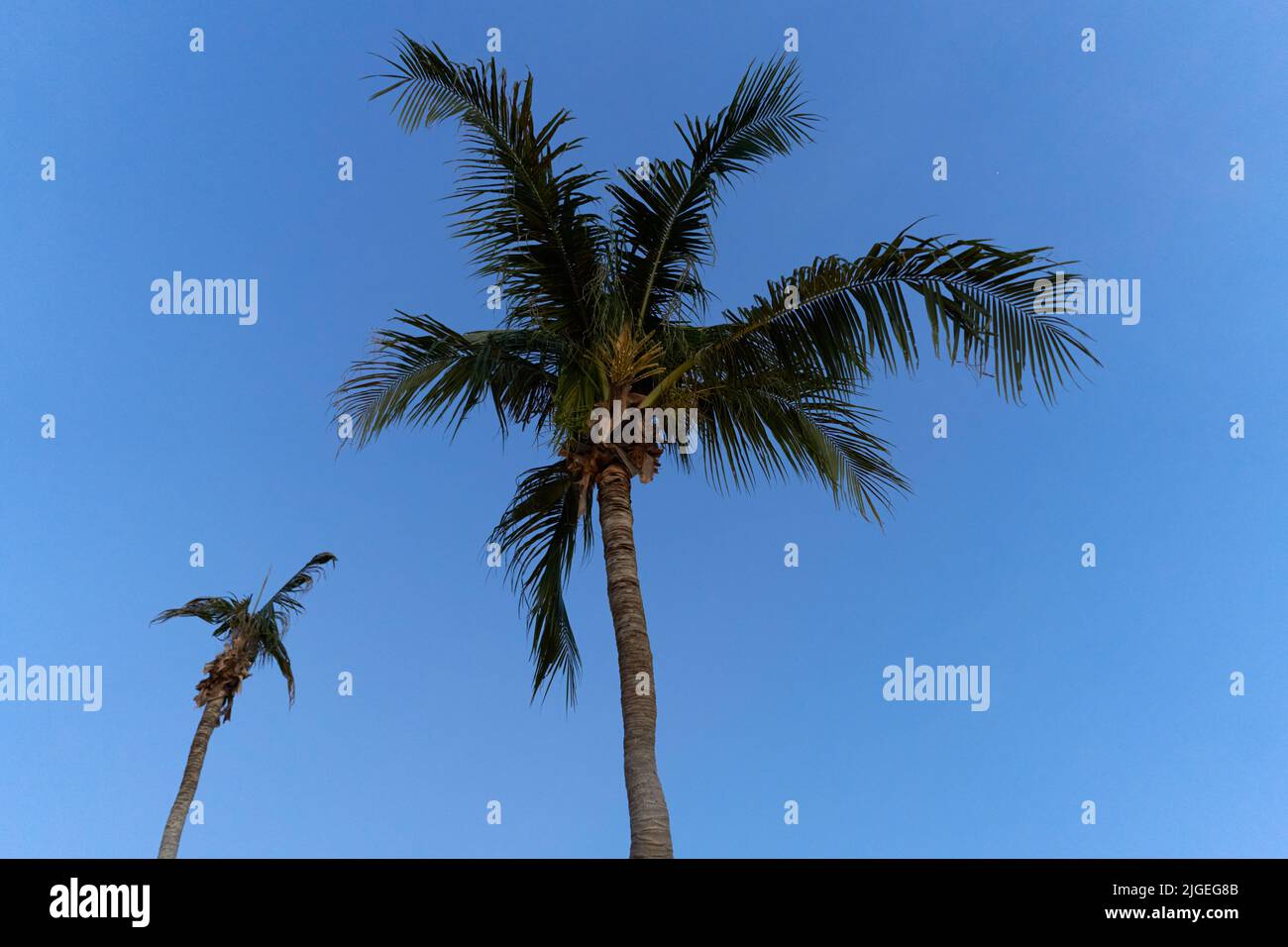 Palm trees with a blue sky in the background Stock Photo - Alamy