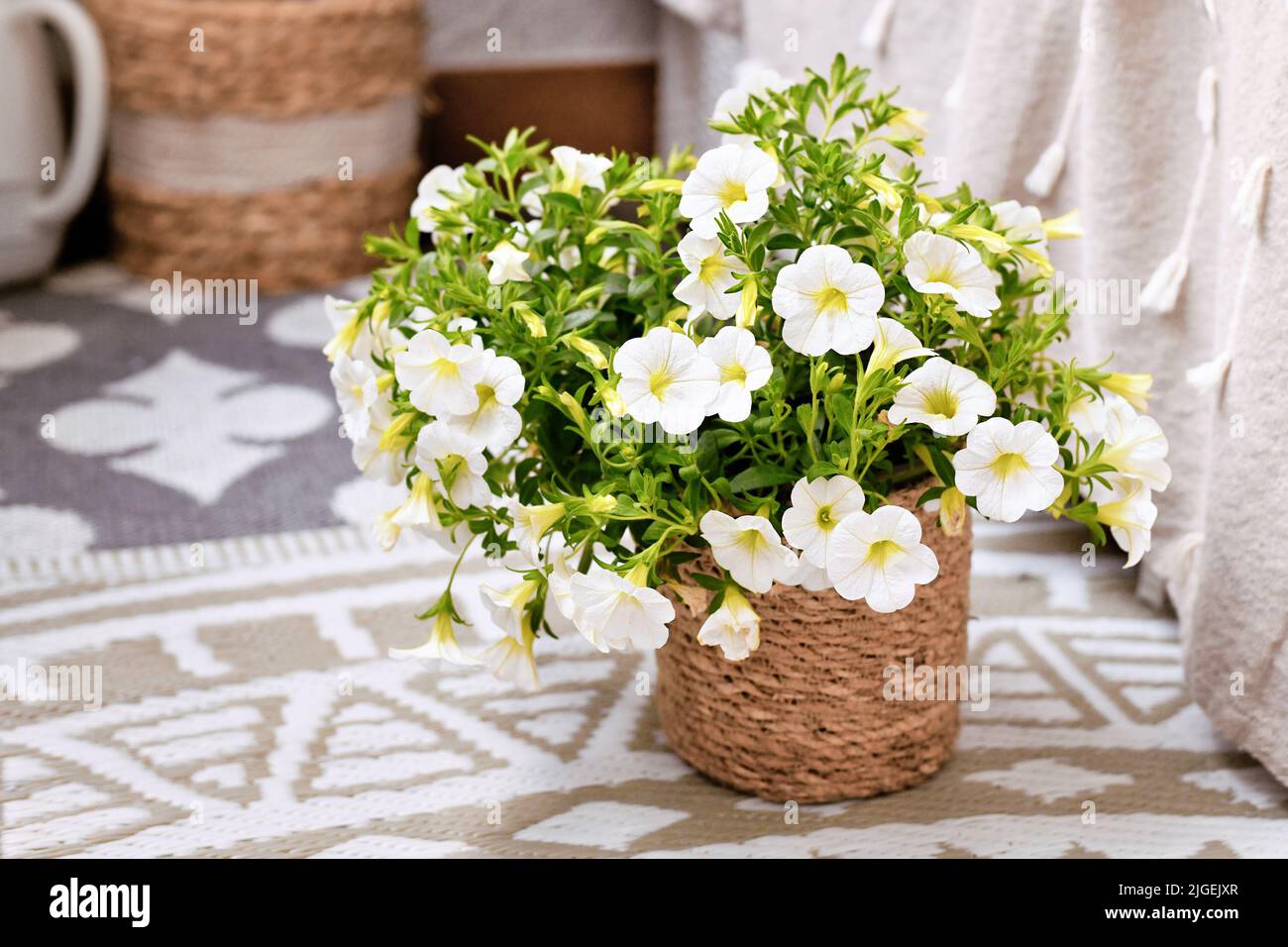 Calibrachoa plant with white flowers in basket flower pot Stock Photo