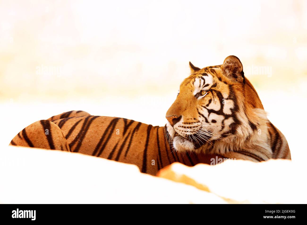 Bengal tigers in the zoo Stock Photo - Alamy