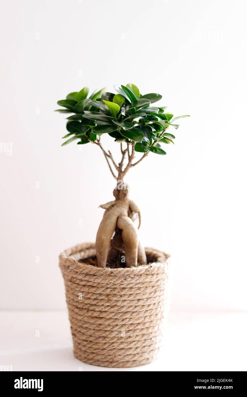 ficus microcarpa Ginseng ornamental potted plant for gardening Stock Photo