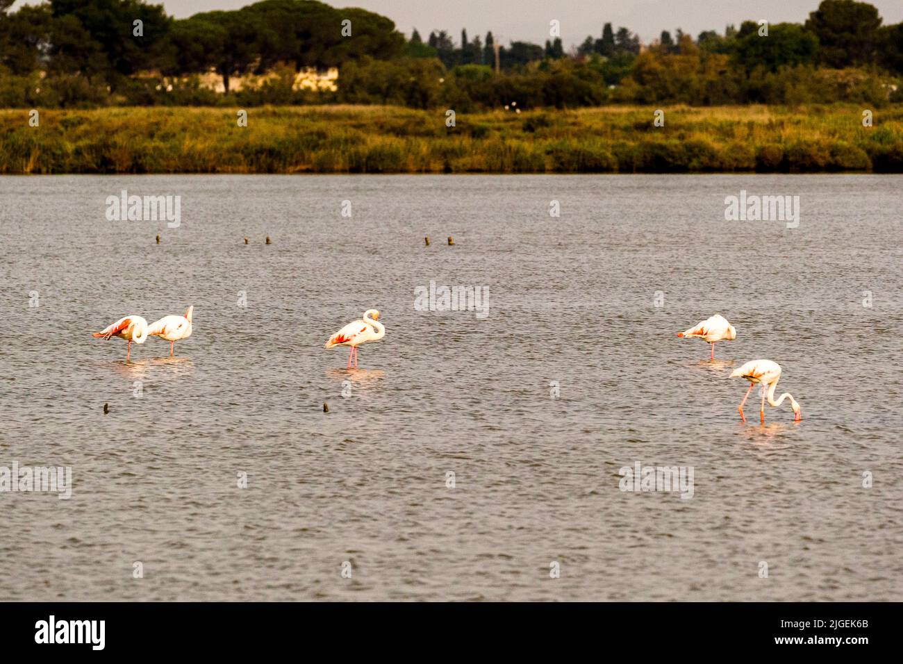 Flamingos in the Camargue near Montpellier, France Stock Photo