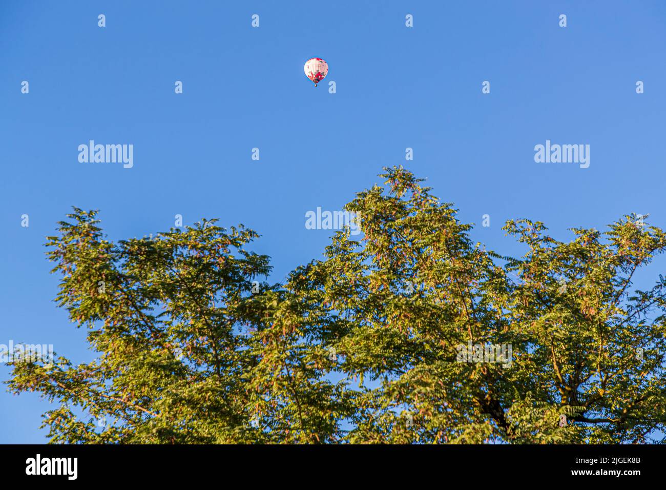 Hot air balloon behind tree in blue sky Stock Photo