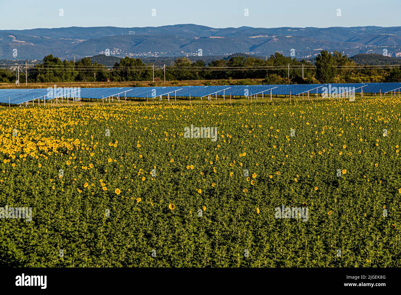 Sunflowers and photovoltaics in Upie, France Stock Photo