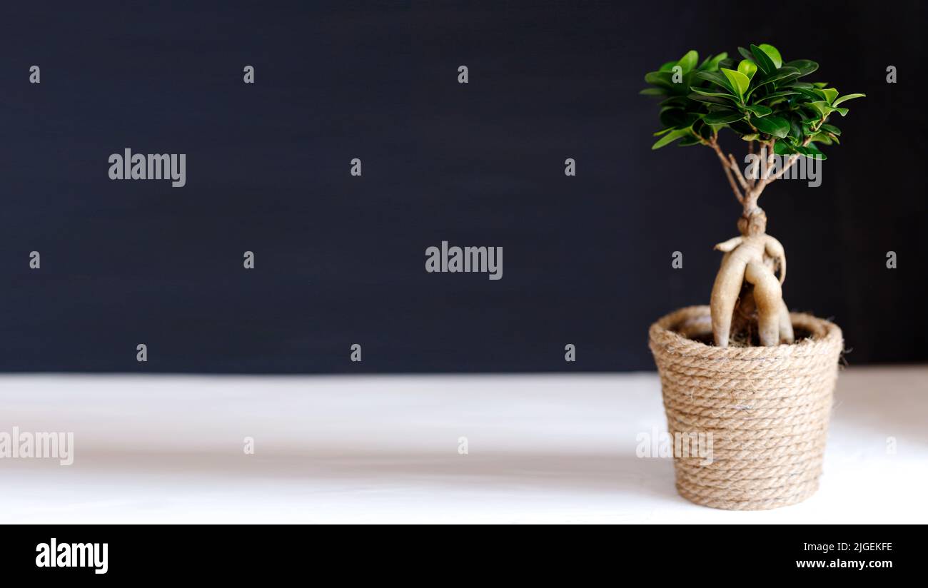 ficus microcarpa Ginseng ornamental potted plant for gardening Stock Photo