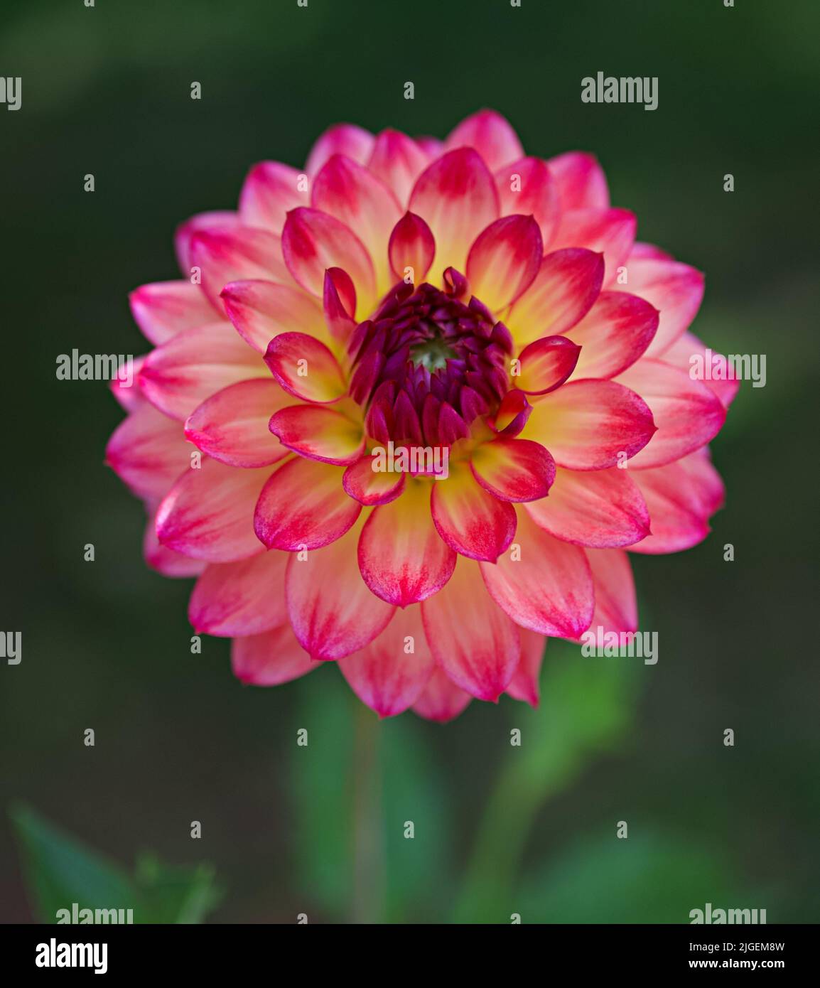 Daisy Duke Dahlia in garden Stock Photo
