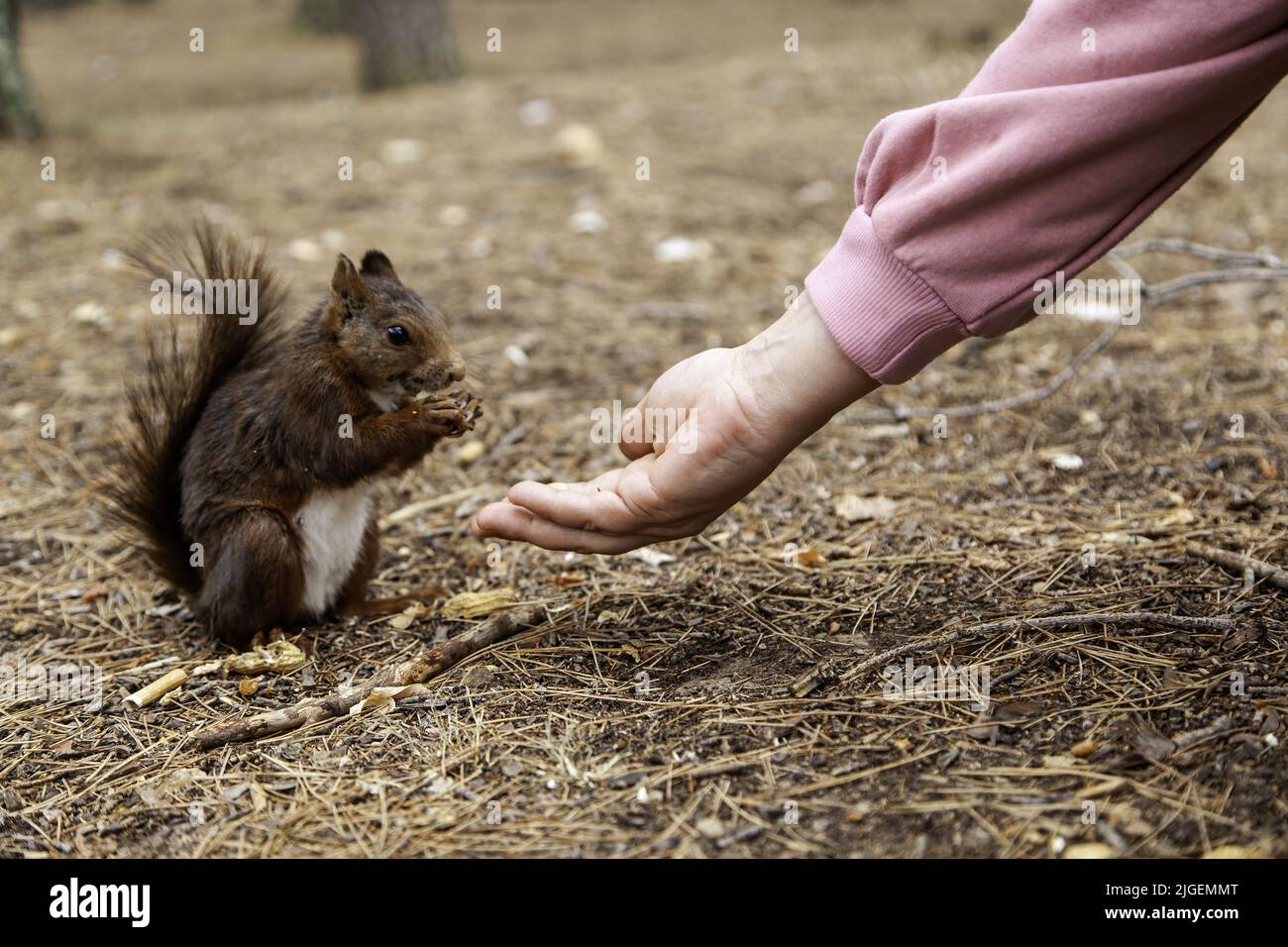 Feeding a wild animal in the forest, animal and nature care Stock Photo