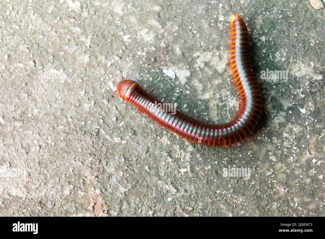 Red millipede crawl on concrete background Stock Photo Alamy