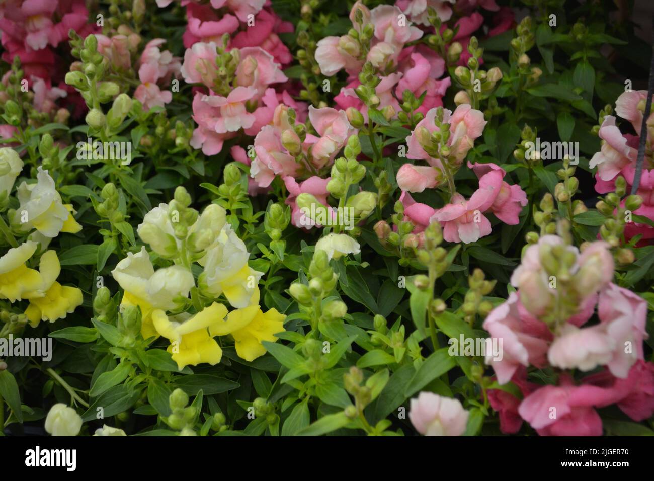 Impatiens balsamina, or known as balsam, garden balsam, rose balsam, touch-me-not or spotted snapweed. Stock Photo