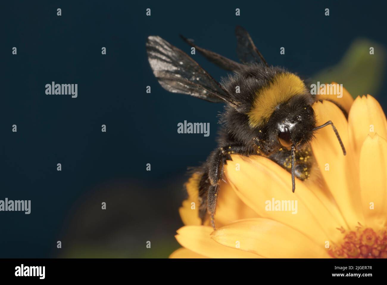 Bumblebee on a flower meadow Stock Photo