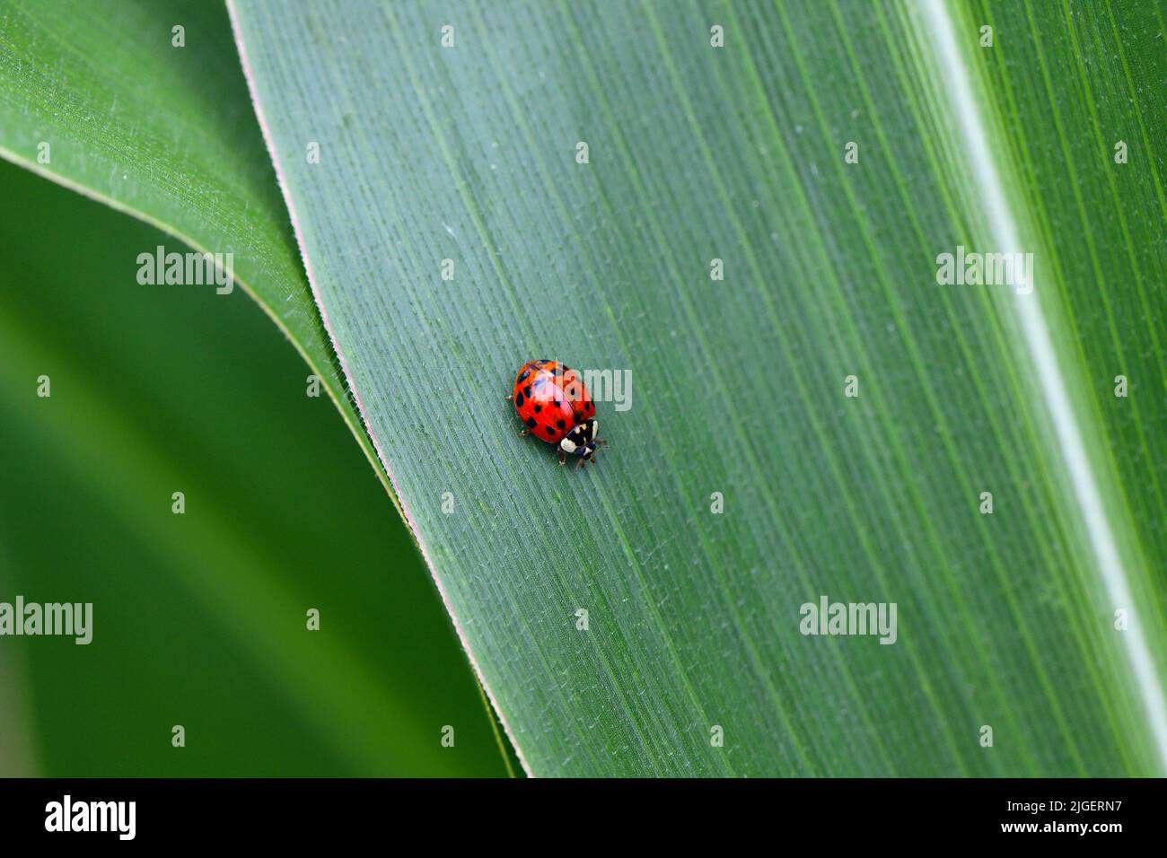 Harmonia axyridis, the Asian Lady Beetle on a corn leaf. Stock Photo