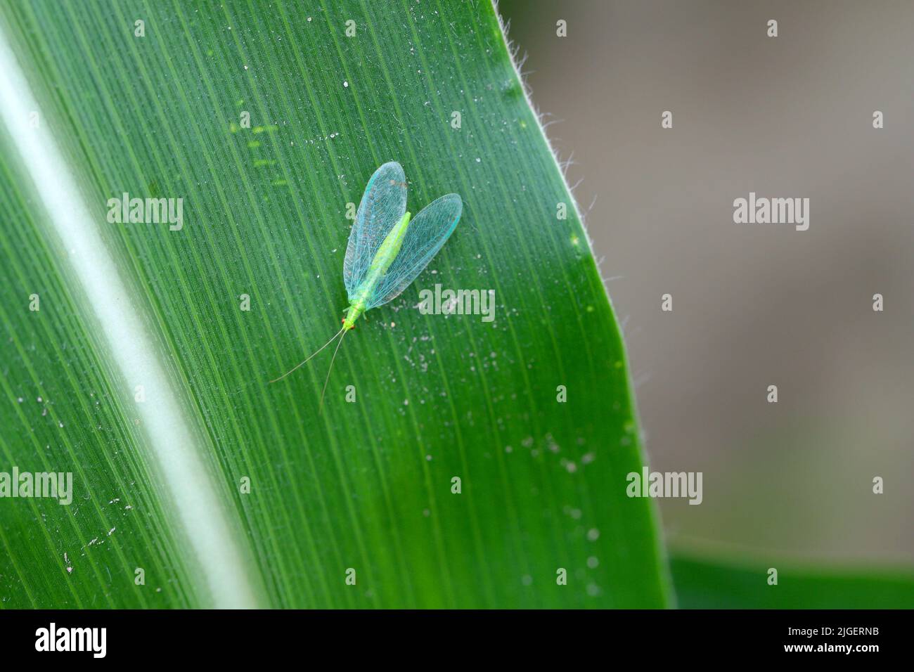 Green Lacewing Chrysopa perla. A natural enemy of pests. An insect on a corn leaf. Stock Photo