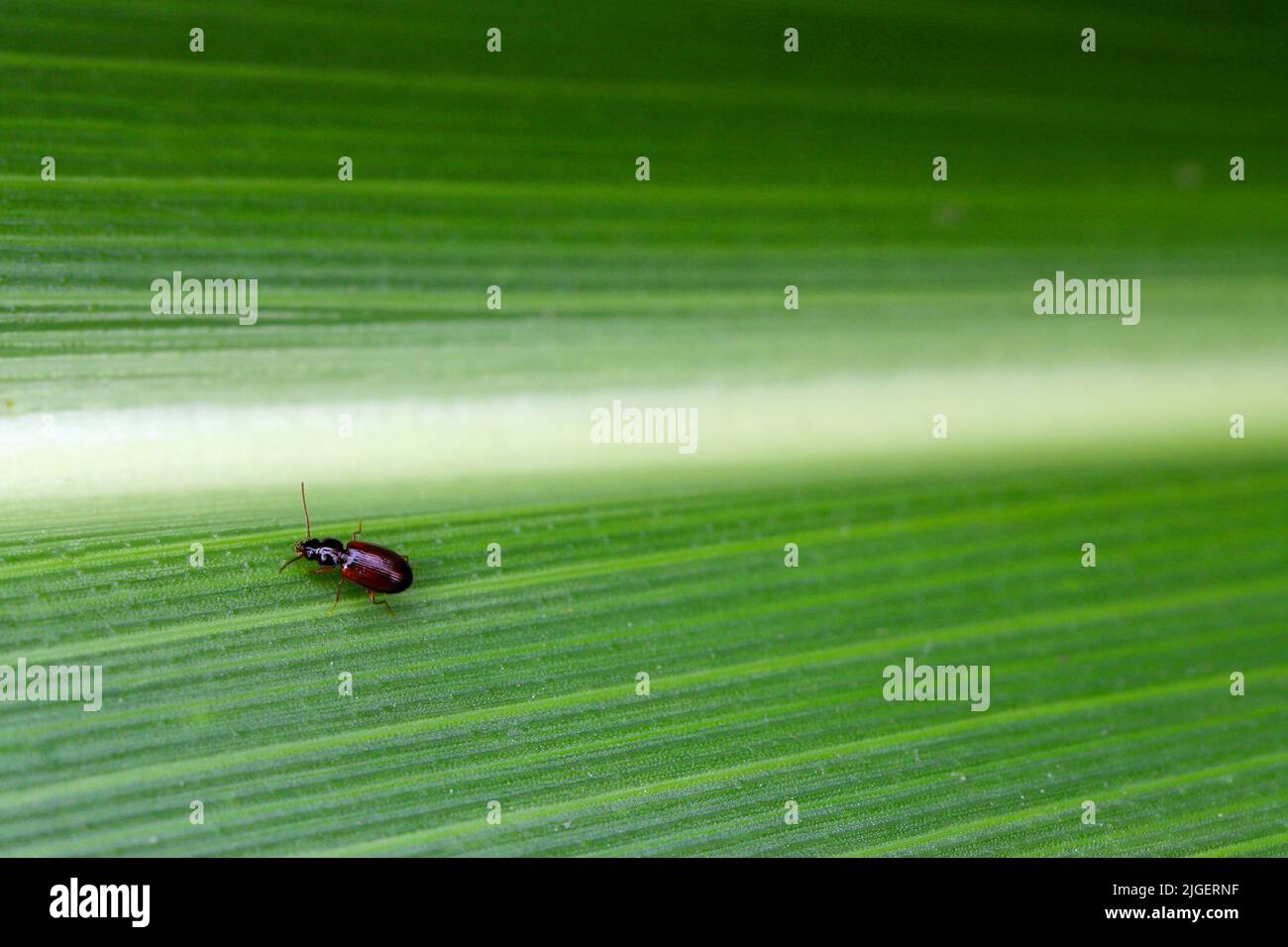 A very small ground beetle (family Carabidae) climing on a corn leaf. Stock Photo