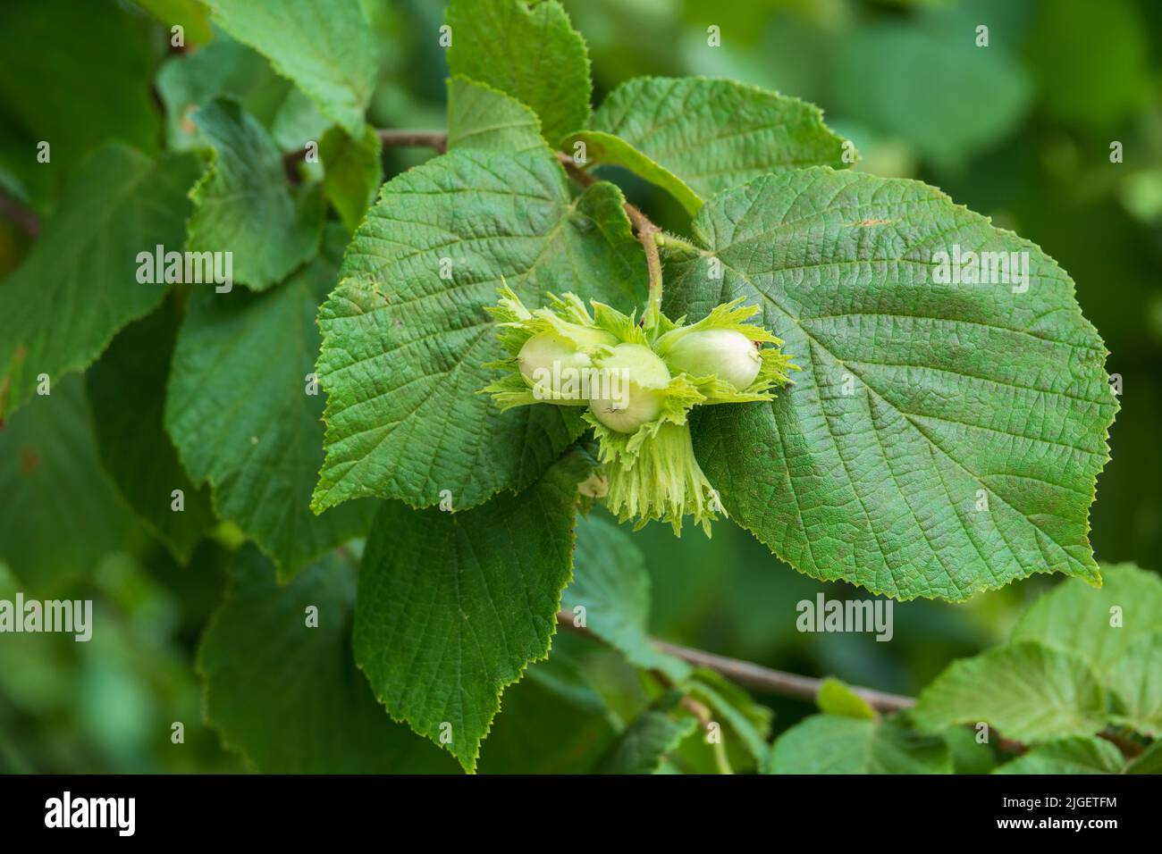 Hazelnuts growing on the tree branch. Popular snack kernel. Selective