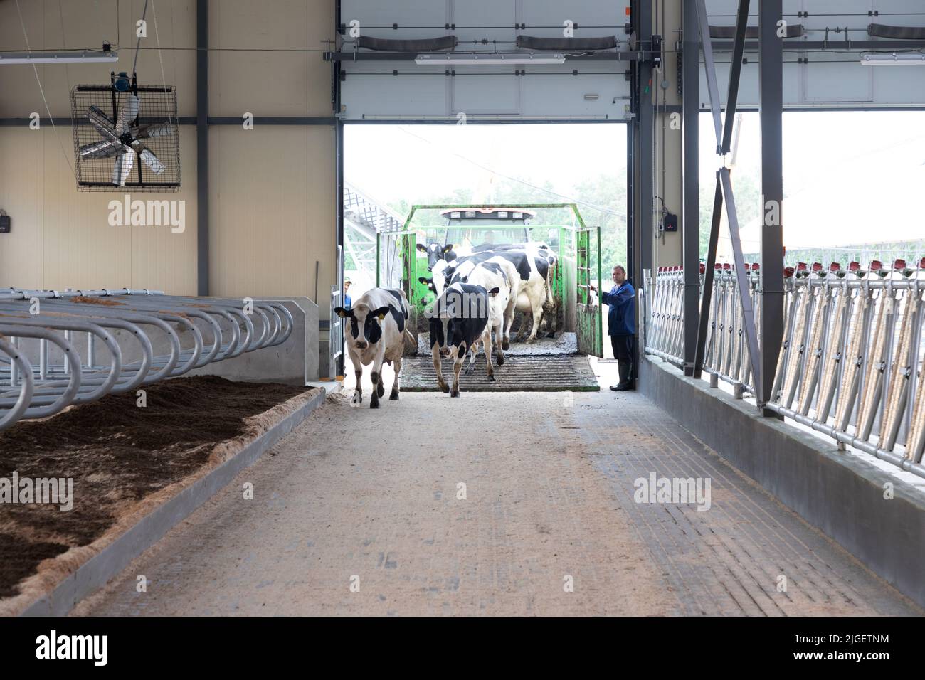 settlement of young dairy cows on a new modern farm Stock Photo Alamy