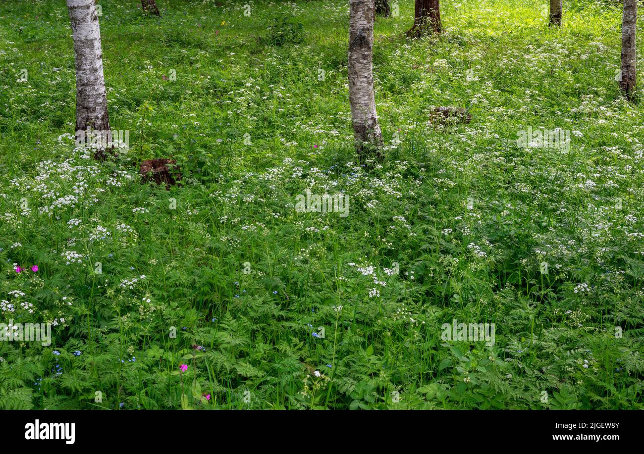 white flourishing vegetation on the ground of a clear forest with birches in Sweden Stock Photo