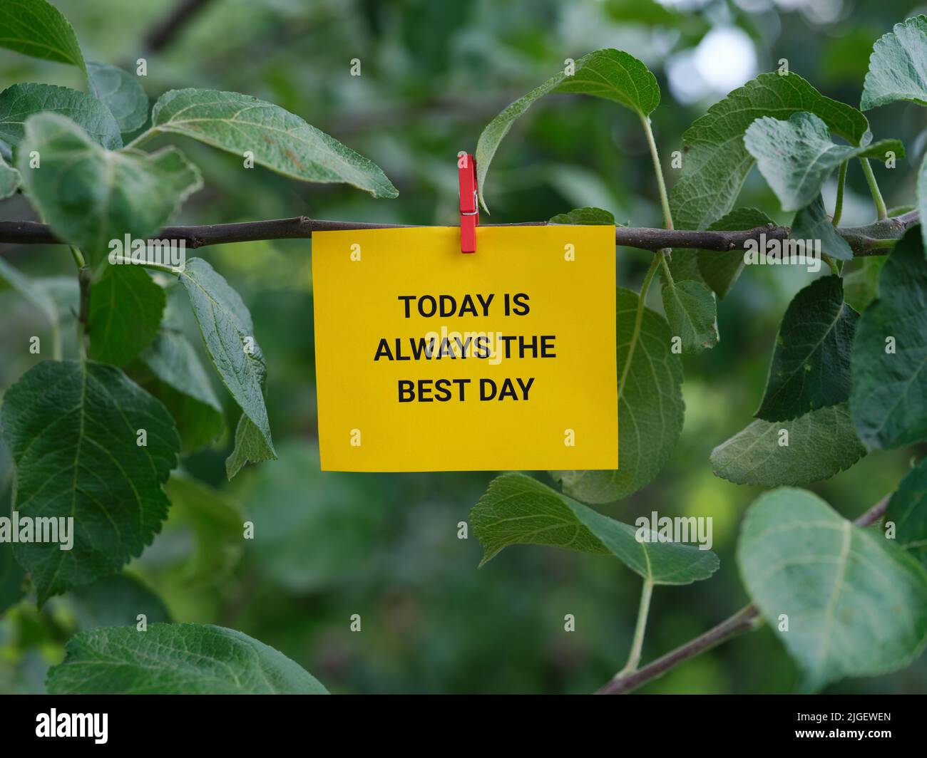 A paper note with the phrase Today is Always the Best Day on it attached to a tree with a clothes pin. Close up. Stock Photo