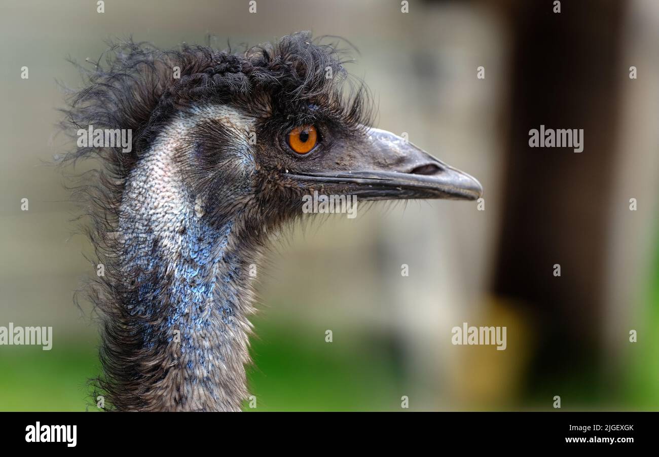 The emu is the second-tallest living bird after its ratite relative the ostrich. It is endemic to Australia Stock Photo