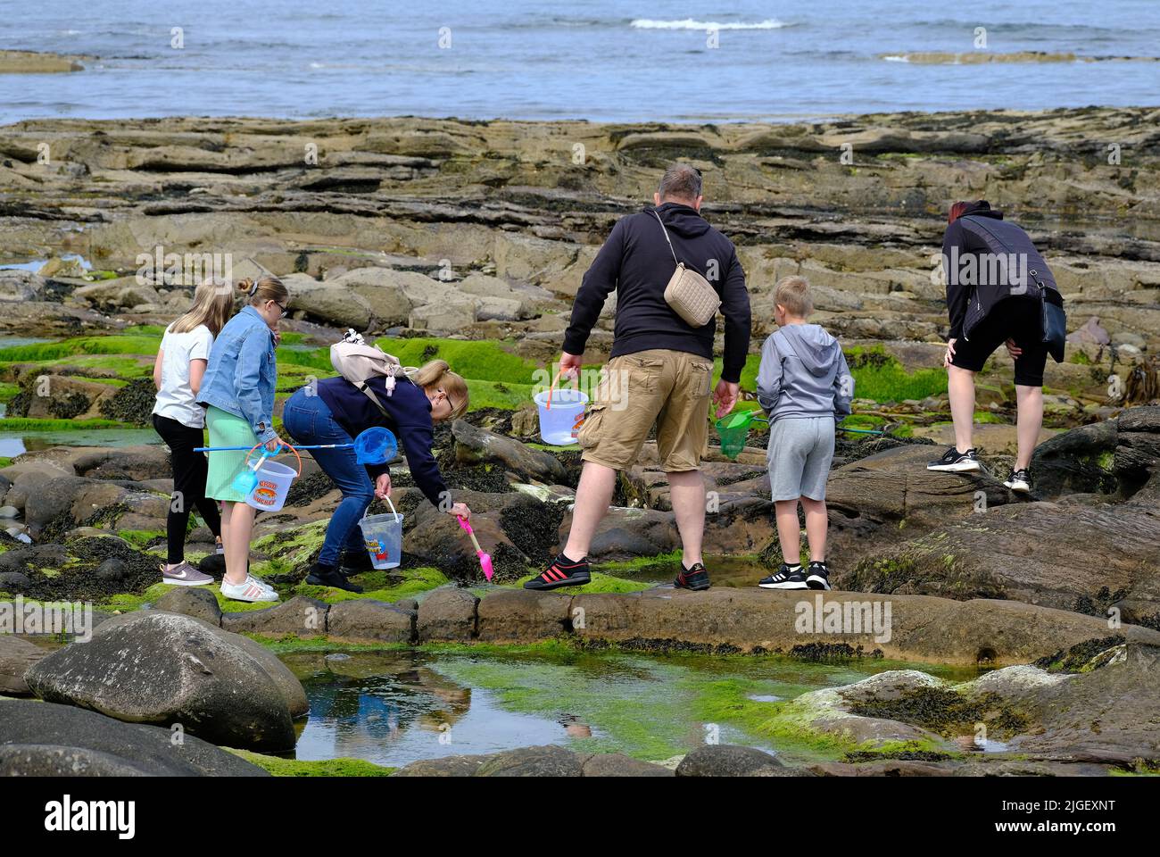 Family looking for creatures in rock pools on the north east coast of the UK. Stock Photo