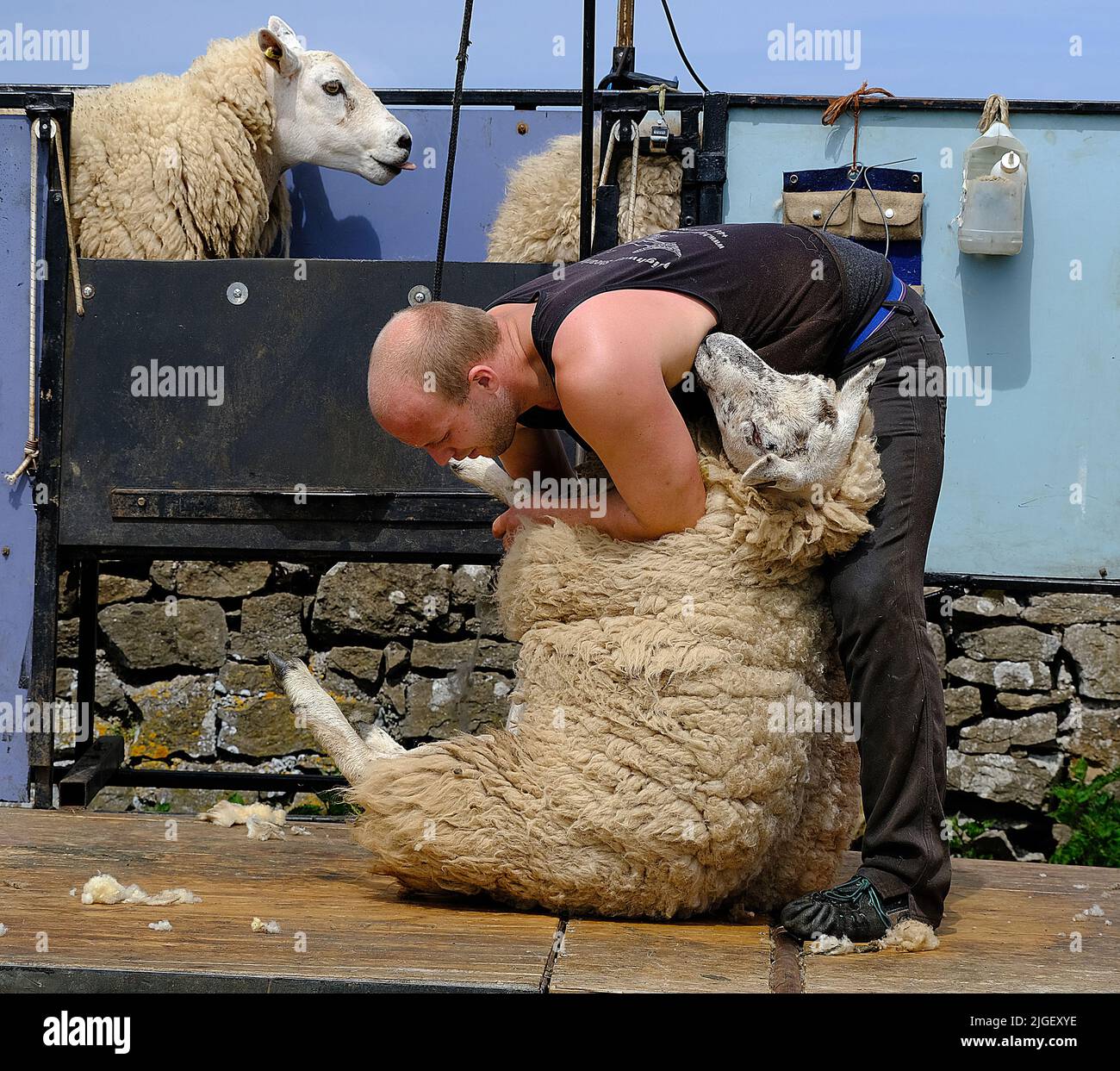 Sheep shearing by contractors on northern UK arm. Stock Photo
