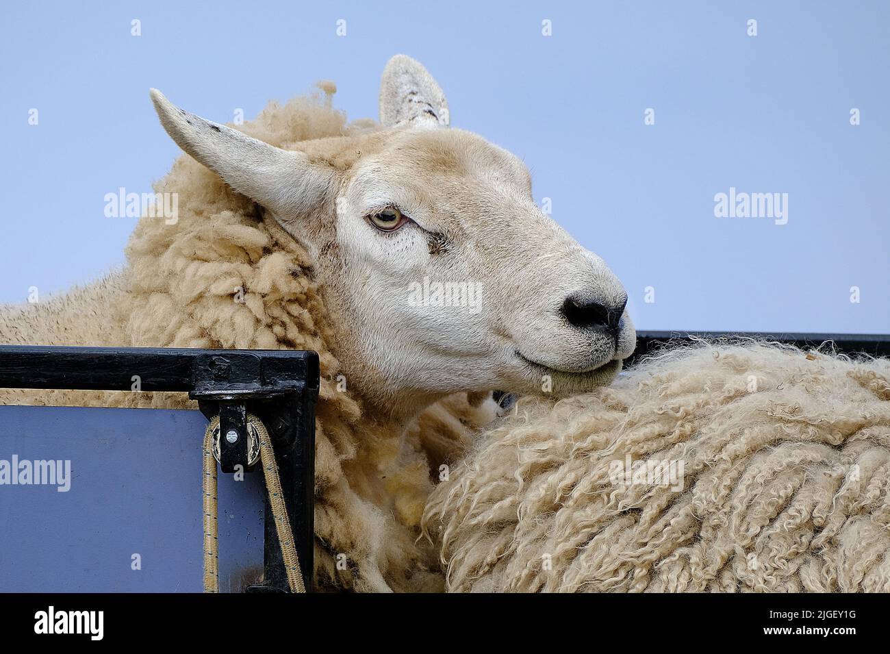 Sheep shearing by contractors on northern UK arm. Stock Photo