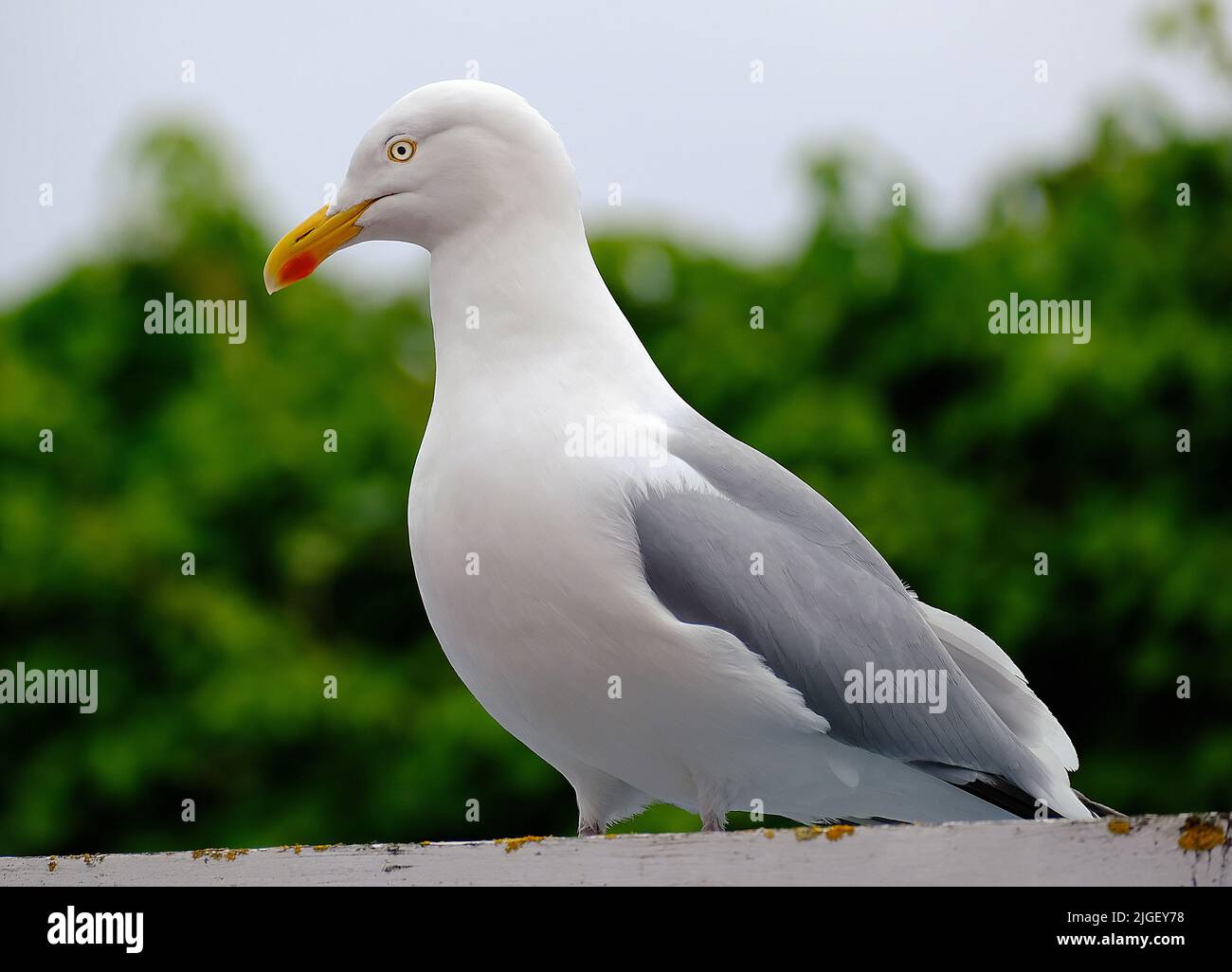The European herring gull is a large gull, up to 66 cm long. One of the best-known of all gulls along the shores of Western Europe, Stock Photo