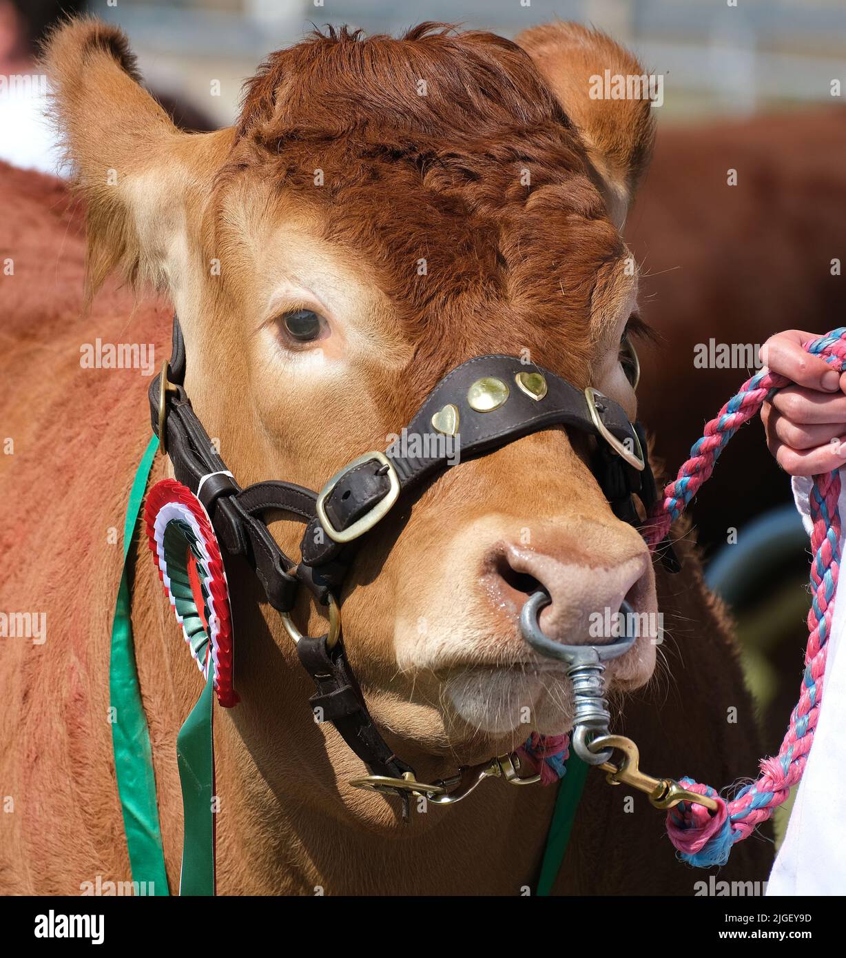 Prize bullock at a county agricultural show. Stock Photo
