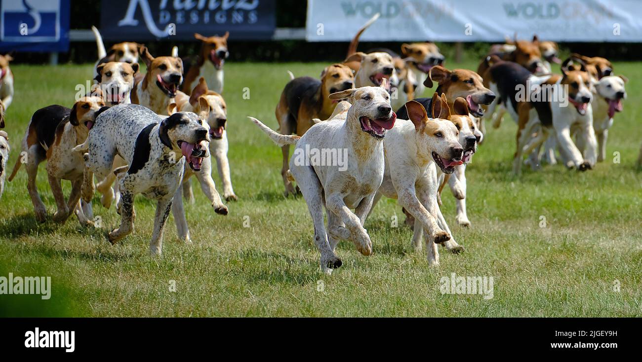 Pack of fox hounds displaying at a county show. Stock Photo