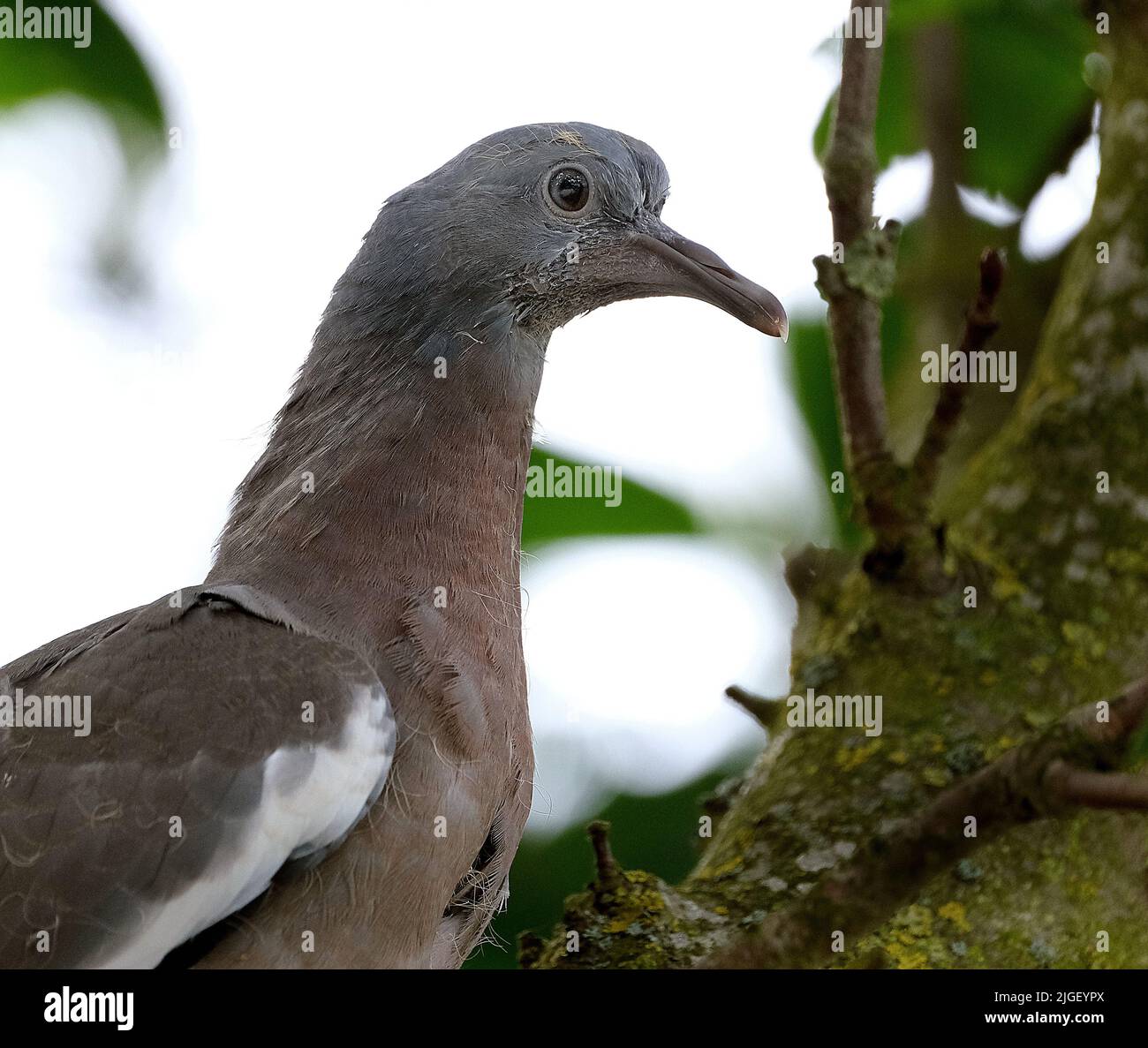 The common wood pigeon or common woodpigeon, also known as simply wood pigeon or woodpigeon, is a large species in the dove and pigeon family. Stock Photo