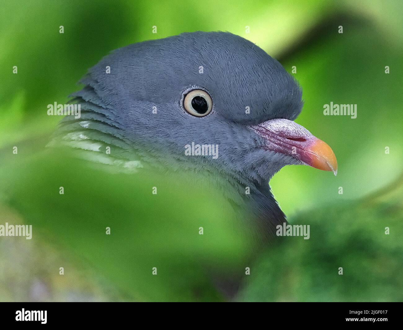 The common wood pigeon or common woodpigeon, also known as simply wood pigeon or woodpigeon, is a large species in the dove and pigeon family. Stock Photo