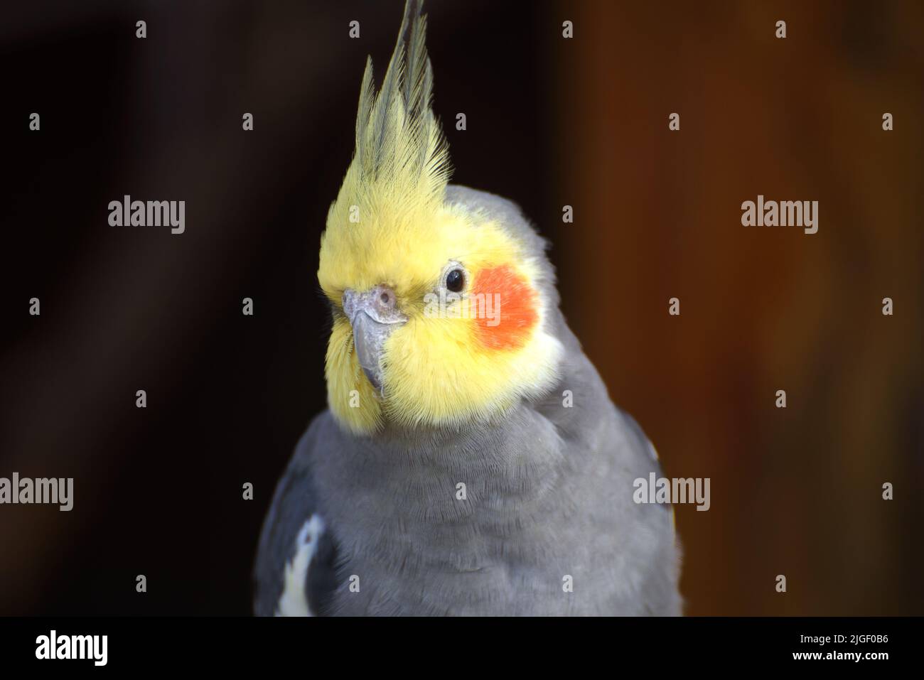 Adult Male Pretty Cockatiel Stock Photo Alamy