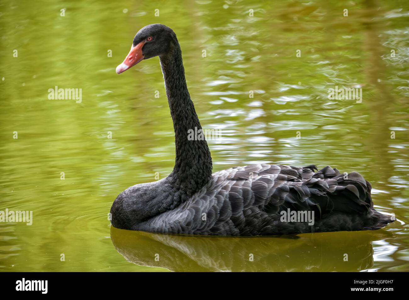 Black swan (Cygnus atratus) swimming in the lake, water bird in family Anatidae, native region: Australia. Stock Photo