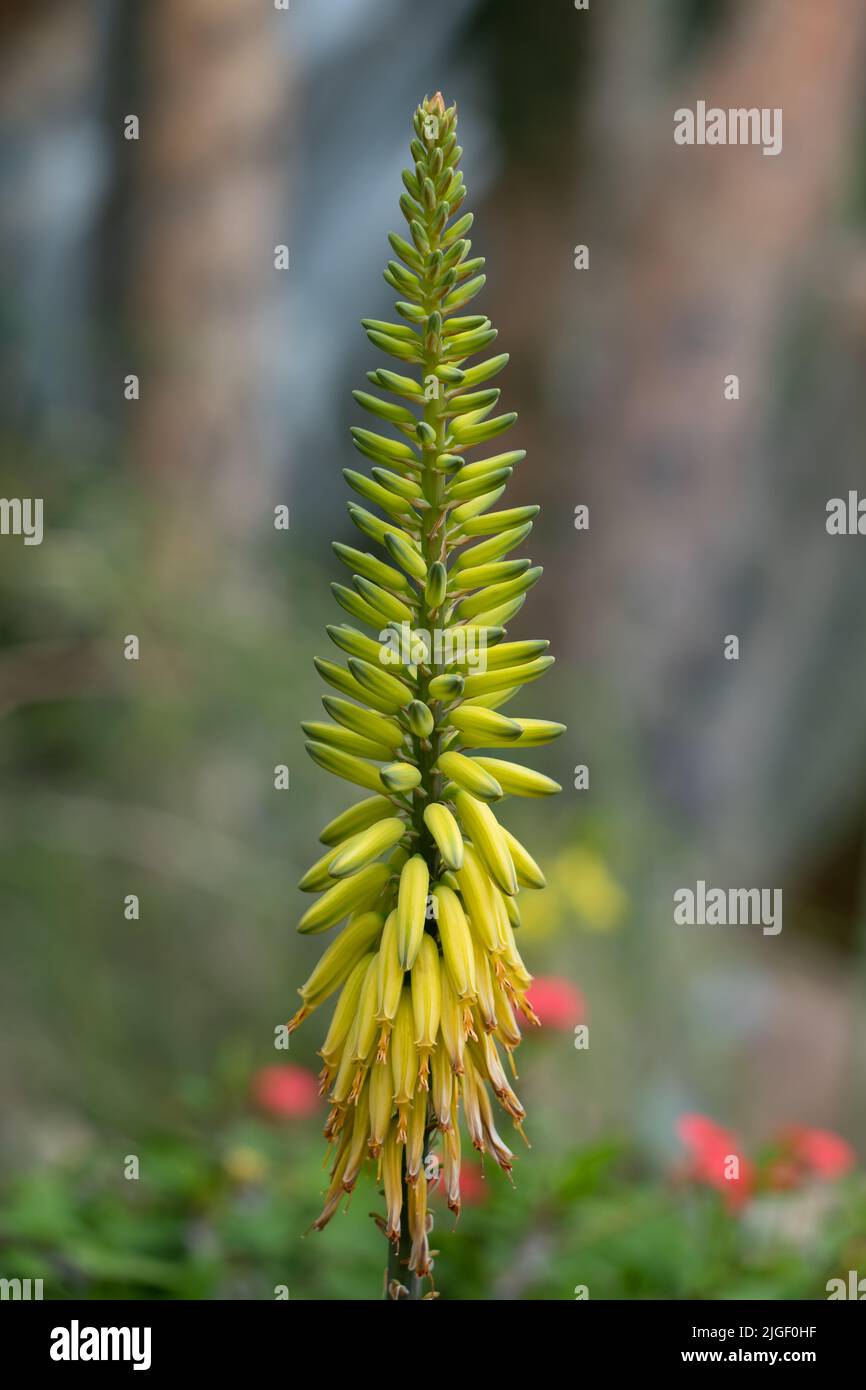 Aloe vera flowers, Asphodelaceae Stock Photo - Alamy