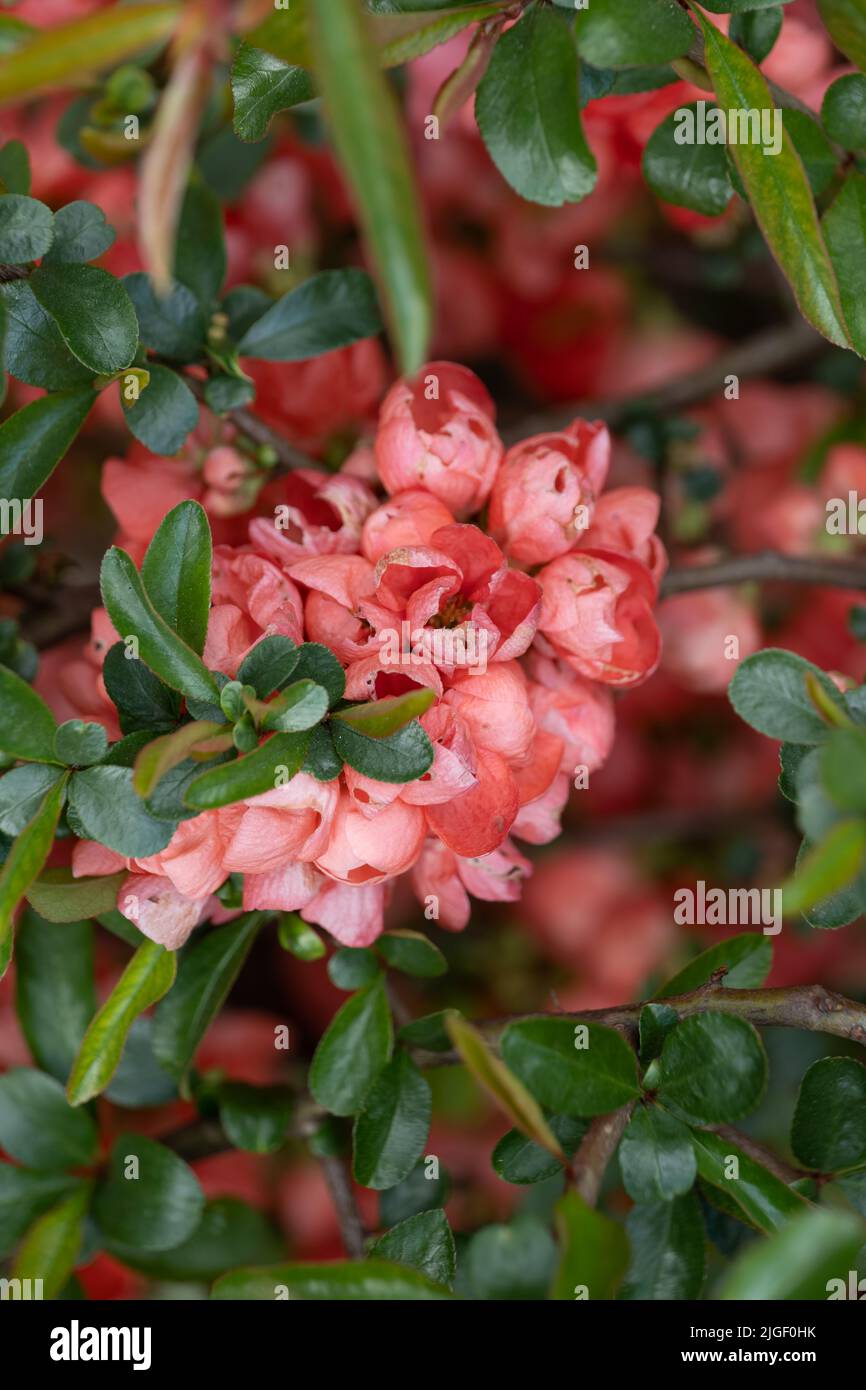 Chaenomeles × superba (Frahm) Rehder 'Colour Trail' quince flower in family: Rosaceae Stock Photo