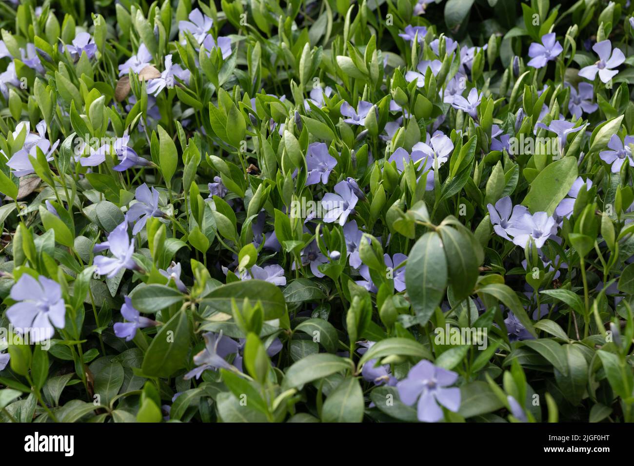 Vinca minor L. flowers, lesser periwinkle or dwarf periwinkle, species of flowering plant in the dogbane family Apocynaceae. Stock Photo
