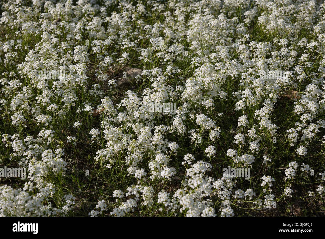 Flower field of Iberis sempervirens, the evergreen candytuft or perennial candytuft blooming flowers, plant in the family Brassicaceae, native to sout Stock Photo